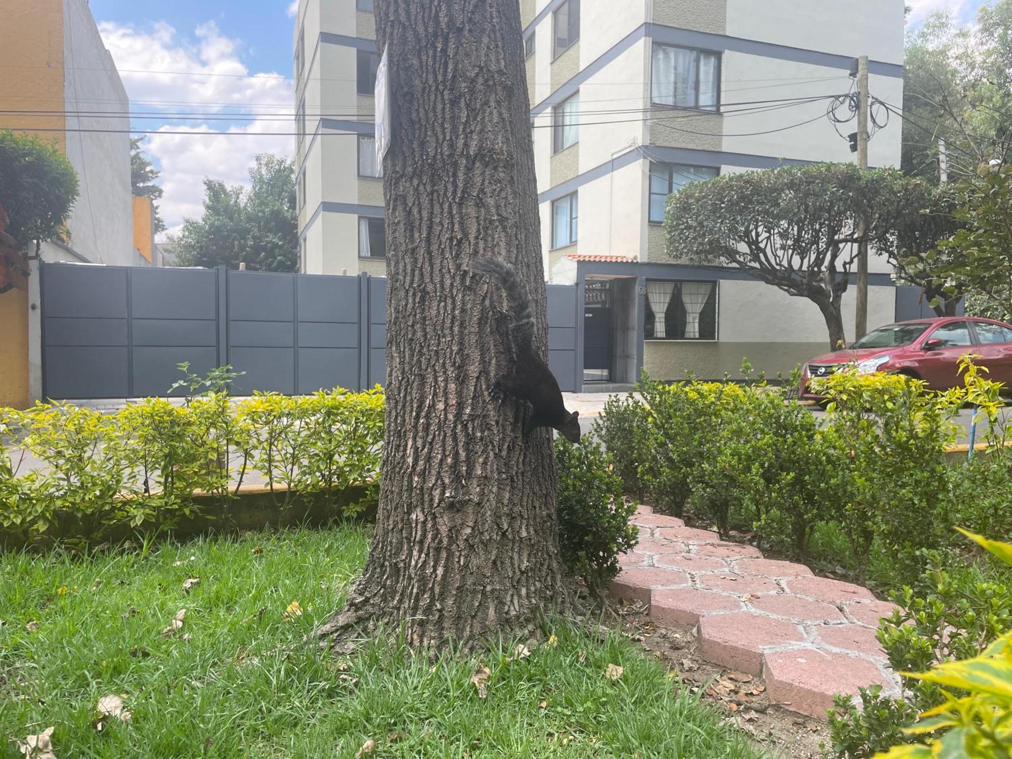 Elegant And Comfortable Near Coyoacan * Cidade do México